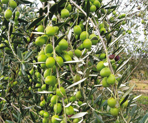 تنمية قطاع الزيتون في إطار مخطط المغرب الأخضر بإقليم أزيلال